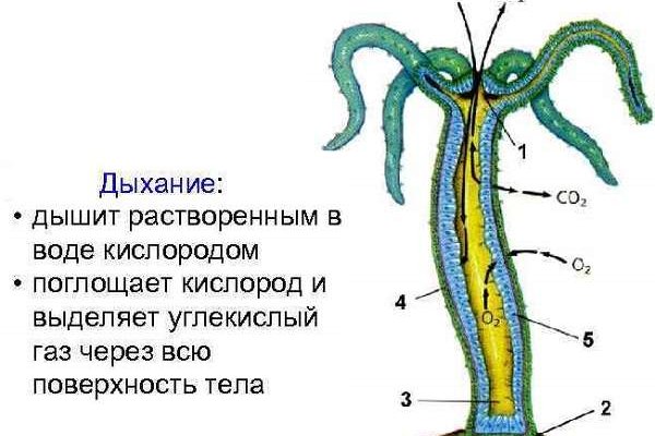 Kraken вход и ссылки